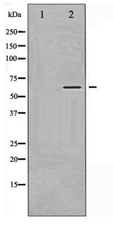 CaMKII Alpha+Beta+Delta Antibody - Western blot of CaMK2 alpha/ beta/ delta phosphorylation expression in NIH-3T3 whole cell lysates,The lane on the left is treated with the antigen-specific peptide.