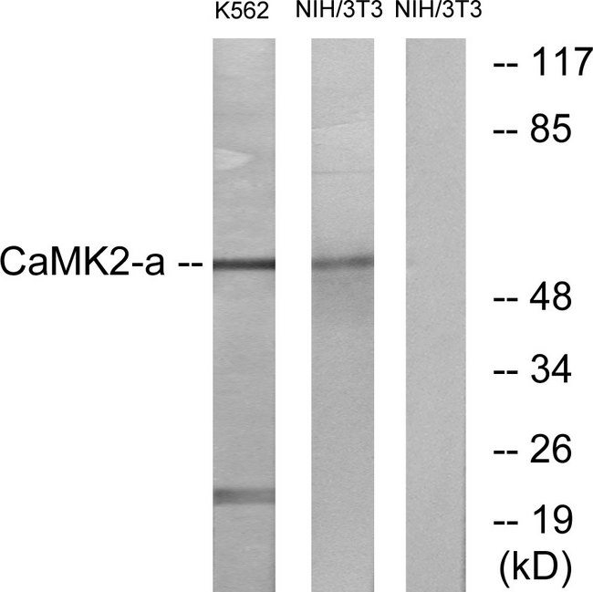 CaMKII Alpha+Delta Antibody - Western blot analysis of lysates from NIH/3T3 and K562 cells, using CaMK2 alpha/delta Antibody. The lane on the right is blocked with the synthesized peptide.