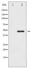 CaMKII Alpha+Delta Antibody - Western blot of CaMK2 alpha/delta expression in NIH-3T3 whole cell lysates,The lane on the left is treated with the antigen-specific peptide.