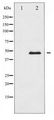 CaMKII Alpha+Delta Antibody - Western blot of CaMK2 alpha/delta expression in NIH-3T3 whole cell lysates,The lane on the left is treated with the antigen-specific peptide.