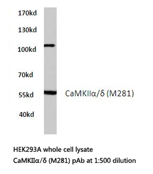 CaMKII Alpha+Delta Antibody - Western blot of CaMKII/ (M281)pAb in extracts from HEK293A cells.