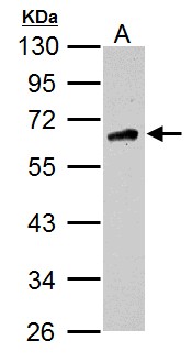 CAMKK2 Antibody - Sample (30 ug of whole cell lysate). A: U87-MG. 10% SDS PAGE. CAMKK2 / CAMKK antibody diluted at 1:1000.