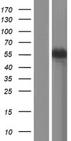 CAMKK2 Protein - Western validation with an anti-DDK antibody * L: Control HEK293 lysate R: Over-expression lysate