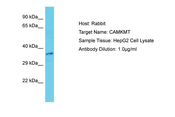 CAMKMT Antibody -  This image was taken for the unconjugated form of this product. Other forms have not been tested.