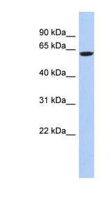 CAMKV Antibody - CAMKV antibody Western blot of 721_B cell lysate. This image was taken for the unconjugated form of this product. Other forms have not been tested.