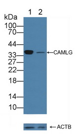 CAMLG / CAML Antibody - Knockout Varification: Lane 1: Wild-type Jurkat cell lysate; Lane 2: CAMLG knockout Jurkat cell lysate; Predicted MW: 33kd Observed MW: 37kd Primary Ab: 1µg/ml Rabbit Anti-Human CAMLG Antibody Second Ab: 0.2µg/mL HRP-Linked Caprine Anti-Rabbit IgG Polyclonal Antibody
