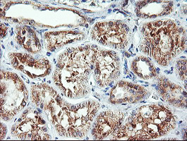 CAMLG / CAML Antibody - IHC of paraffin-embedded Human Kidney tissue using anti-CAMLG mouse monoclonal antibody. (Heat-induced epitope retrieval by 10mM citric buffer, pH6.0, 100C for 10min).