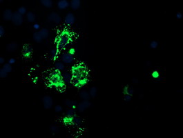 CAMLG / CAML Antibody - Anti-CAMLG mouse monoclonal antibody immunofluorescent staining of COS7 cells transiently transfected by pCMV6-ENTRY CAMLG.