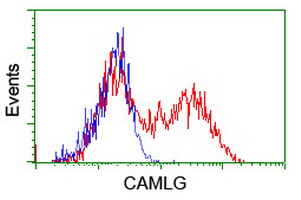 CAMLG / CAML Antibody - HEK293T cells transfected with either overexpress plasmid (Red) or empty vector control plasmid (Blue) were immunostained by anti-CAMLG antibody, and then analyzed by flow cytometry.