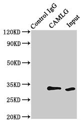 CAMLG / CAML Antibody - Immunoprecipitating CAMLG in HEK293 whole cell lysateLane 1: Rabbit control IgG(1 µg) instead ofin HEK293 whole cell lysate.For western blotting, a HRP-conjugated Protein G antibody was used as the secondary antibody (1/2000) Lane 2:µg) + HEK293 whole cell lysate(500 µg) Lane 3: HEK293 whole cell lysate (10 µg)