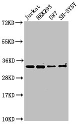 CAMLG / CAML Antibody - Positive Western Blot detected in Jurkat whole cell lysate, HEK293 whole cell lysate, U87 whole cell lysate, SH-SY5Y whole cell lysate. All lanes: CAMLG antibody at 3 µg/ml Secondary Goat polyclonal to rabbit IgG at 1/50000 dilution. Predicted band size: 33 KDa. Observed band size: 33 KDa