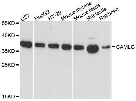CAMLG / CAML Antibody - Western blot analysis of extracts of various cell lines, using CAMLG antibody at 1:3000 dilution. The secondary antibody used was an HRP Goat Anti-Rabbit IgG (H+L) at 1:10000 dilution. Lysates were loaded 25ug per lane and 3% nonfat dry milk in TBST was used for blocking. An ECL Kit was used for detection and the exposure time was 90s.