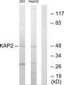 cAMP-Dependent Protein Kinase Type II Regulatory Subunit Antibody - Western blot analysis of extracts from 293 cells and HepG2 cells, using KAP2 antibody.