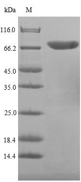 flaA Protein - (Tris-Glycine gel) Discontinuous SDS-PAGE (reduced) with 5% enrichment gel and 15% separation gel.