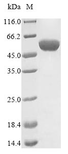 flaA Protein - (Tris-Glycine gel) Discontinuous SDS-PAGE (reduced) with 5% enrichment gel and 15% separation gel.