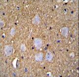 CAMSAP1 Antibody - CAMSAP1 Antibody immunohistochemistry of formalin-fixed and paraffin-embedded human brain tissue followed by peroxidase-conjugated secondary antibody and DAB staining.