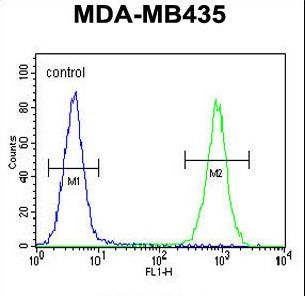 CAMSAP1 Antibody - CAMSAP1 Antibody flow cytometry of MDA-MB435 cells (right histogram) compared to a negative control cell (left histogram). FITC-conjugated goat-anti-rabbit secondary antibodies were used for the analysis.