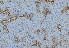 CAMSAP2 Antibody - 1:100 staining mouse kidney tissue by IHC-P. The sample was formaldehyde fixed and a heat mediated antigen retrieval step in citrate buffer was performed. The sample was then blocked and incubated with the antibody for 1.5 hours at 22°C. An HRP conjugated goat anti-rabbit antibody was used as the secondary.