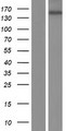 CAMTA2 Protein - Western validation with an anti-DDK antibody * L: Control HEK293 lysate R: Over-expression lysate