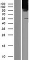 CAND2 / TIP120B Protein - Western validation with an anti-DDK antibody * L: Control HEK293 lysate R: Over-expression lysate