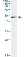 CANT1 Antibody - Immunoprecipitation of CANT1 transfected lysate using anti-CANT1 monoclonal antibody and Protein A Magnetic Bead.