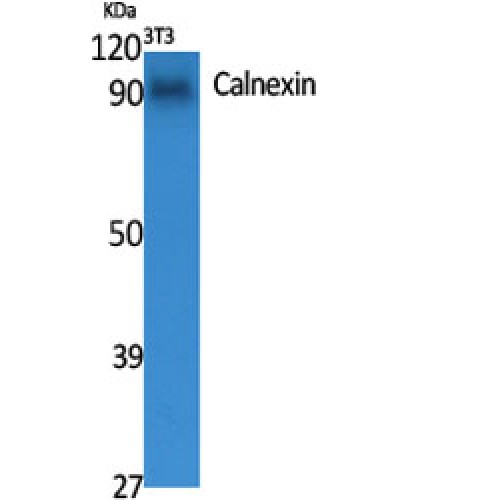 CANX / Calnexin Antibody - Western blot of Calnexin antibody