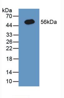 CANX / Calnexin Antibody - Western Blot; Sample: Recombinant CNX, Human.