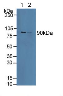 CANX / Calnexin Antibody - Western Blot; Sample: Lane1: Human Lung Tissue; Lane2: Porcine Liver Tissue.