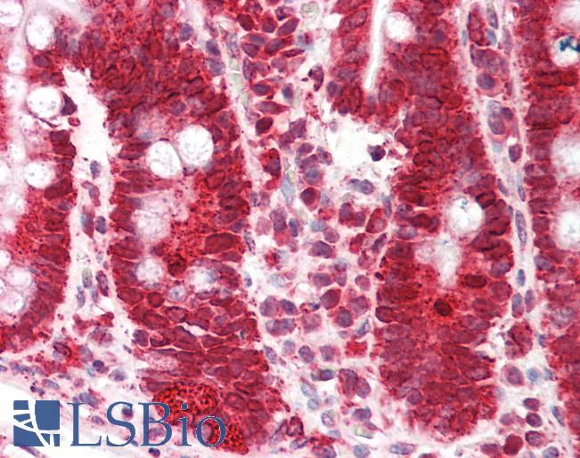 CANX / Calnexin Antibody - Human Small Intestine: Formalin-Fixed, Paraffin-Embedded (FFPE).  This image was taken for the unconjugated form of this product. Other forms have not been tested.