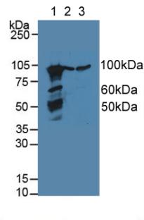 CANX / Calnexin Antibody - Western Blot; Sample: Lane1: Mouse Lung Tissue; Lane2: Human Lung Tissue; Lane3: Porcine Liver Tissue.