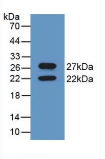 CANX / Calnexin Antibody - Western Blot; Sample: Recombinant CNX, Mouse.