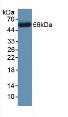 CANX / Calnexin Antibody - Western Blot; Sample: Recombinant CNX, Human.