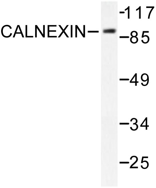 CANX / Calnexin Antibody - Western blot of Calnexin (D577) pAb in extracts from HeLa cells treated with EGF 200ng/ml 30'.
