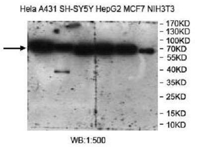 CANX / Calnexin Antibody - Western blot of CANX / Calnexin antibody