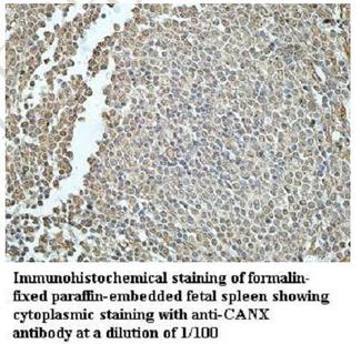 CANX / Calnexin Antibody - Immunohistochemistry of CANX / Calnexin antibody