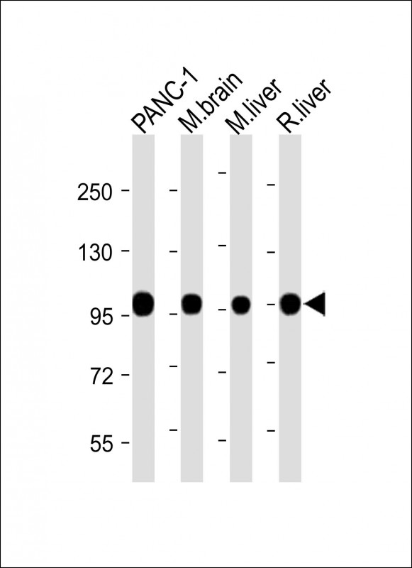 CANX / Calnexin Antibody - All lanes: Anti-CANX Antibody (C-Term) at 1:2000 dilution Lane 1: PANC-1 lysate Lane 2: Mouse brain lysate Lane 3: Mouse liver lysate Lane 4: Rat liver lysate Lysates/proteins at 20 µg per lane. Secondary Goat Anti-Rabbit IgG, (H+L), Peroxidase conjugated at 1/10000 dilution. Predicted band size: 68 kDa Blocking/Dilution buffer: 5% NFDM/TBST.