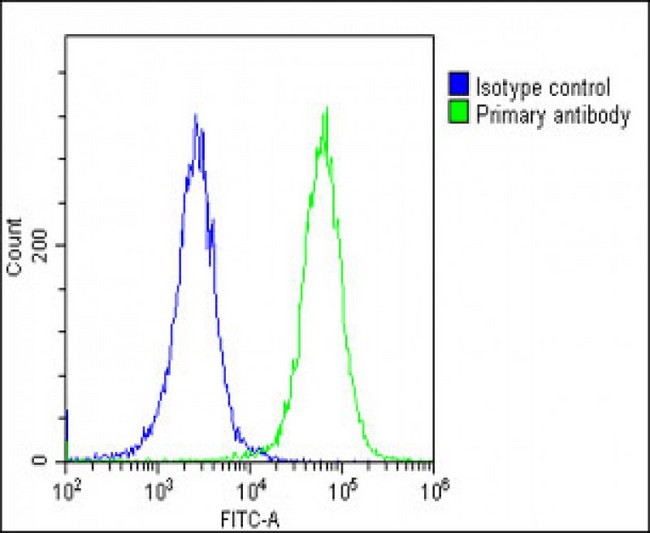 CANX / Calnexin Antibody - Overlay histogram showing HeLa cells stained with CANX Antibody (C-Term) (green line). The cells were fixed with 2% paraformaldehyde (10 min) and then permeabilized with 90% methanol for 10 min. The cells were then icubated in 2% bovine serum albumin to block non-specific protein-protein interactions followed by the antibody (CANX Antibody (C-Term), 1:25 dilution) for 60 min at 37°C. The secondary antibody used was Goat-Anti-Rabbit IgG, DyLight® 488 Conjugated Highly Cross-Adsorbed (OE188374) at 1/200 dilution for 40 min at 37°C. Isotype control antibody (blue line) was rabbit IgG1 (1µg/1x10^6 cells) used under the same conditions. Acquisition of >10, 000 events was performed.