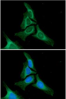 CANX / Calnexin Antibody - ICC/IF analysis of Calnexin in HeLa cells. The cell was stained with Calnexin antibody (1:100).The secondary antibody (green) was used Alexa Fluor 488. DAPI was stained the cell nucleus (blue).