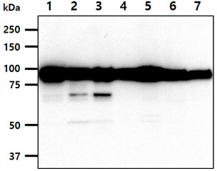 CANX / Calnexin Antibody - The cell lysates (40ug) were resolved by SDS-PAGE, transferred to PVDF membrane and probed with anti-human Calnexin antibody (1:1000). Proteins were visualized using a goat anti-mouse secondary antibody conjugated to HRP and an ECL detection system. Lane 1.: HeLa cell lysate Lane 2.: MCF7 cell lysate Lane 3.: A431 cell lysate Lane 4.: A549 cell lysate Lane 5.: 293T cell lysate Lane 6.: HepG2 cell lysate Lane 7.: Jurkat cell lysate