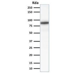 CANX / Calnexin Antibody - SDS-PAGE Analysis of Purified, BSA-Free Calnexin Antibody (clone CANX/1541). Confirmation of Integrity and Purity of the Antibody.