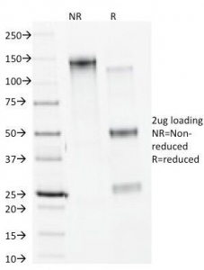 CANX / Calnexin Antibody - SDS-PAGE analysis of purified, BSA-free Calnexin antibody (clone CANX/1541) as confirmation of integrity and purity.