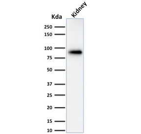 CANX / Calnexin Antibody - Western blot testing of human kidney lysate with Calnexin antibody (clone CANX/1543). Predicted molecular weight ~68 kDa but routinely observed at ~90 kDa.