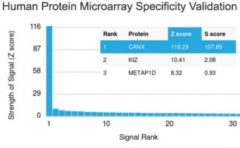 CANX / Calnexin Antibody - Analysis of HuProt(TM) microarray containing more than 19,000 full-length human proteins using Calnexin antibody (clone CANX/1543). These results demonstrate the foremost specificity of the CANX/1543 mAb. Z- and S- score: The Z-score represents the strength of a signal that an antibody (in combination with a fluorescently-tagged anti-IgG secondary Ab) produces when binding to a particular protein on the HuProt(TM) array. Z-scores are described in units of standard deviations (SDs) above the mean value of all signals generated on that array. If the targets on the HuProt(TM) are arranged in descending order of the Z-score, the S-score is the difference (also in units of SDs) between the Z-scores. The S-score therefore represents the relative target specificity of an Ab to its intended target.
