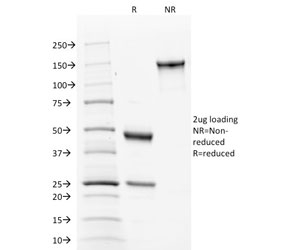CANX / Calnexin Antibody - SDS-PAGE analysis of purified, BSA-free Calnexin antibody (clone CANX/1543) as confirmation of integrity and purity.