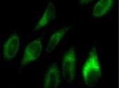 CANX / Calnexin Antibody - CANX antibody was tested at 1:10 in HeLa cells with FITC (green).  This image was taken for the unconjugated form of this product. Other forms have not been tested.
