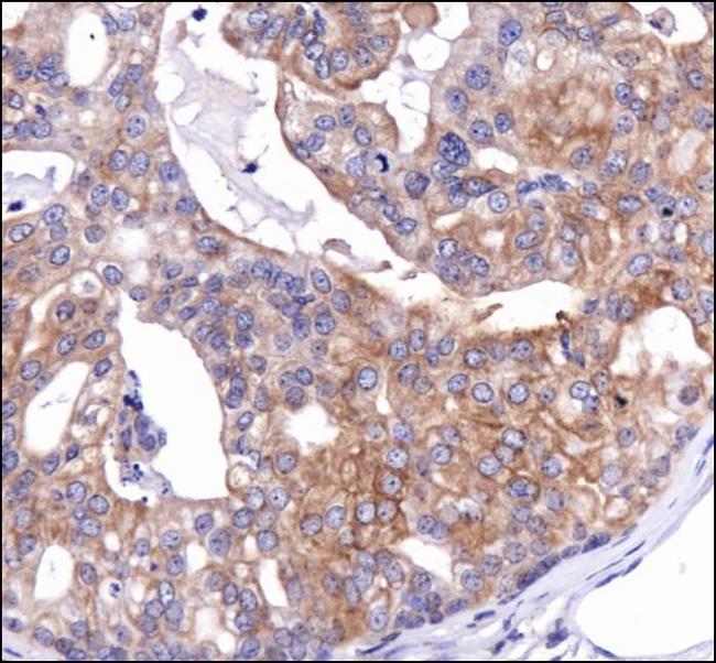 CANX / Calnexin Antibody - Immunohistochemistry: Calnexin Antibody - IHC of CANX in mouse prostate using DAB with hematoxylin counterstain.  This image was taken for the unconjugated form of this product. Other forms have not been tested.