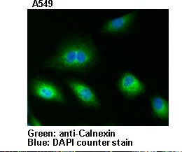 CANX / Calnexin Antibody