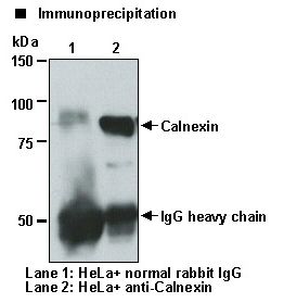 CANX / Calnexin Antibody