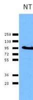 CANX / Calnexin Antibody - Western Blot: Calnexin Antibody - A dilution of 1:2000 used in TBS with 0.05% Tween-20. Bands visualized by ECL using goat anti-rabbit HRP at 1:2000.  This image was taken for the unconjugated form of this product. Other forms have not been tested.