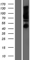 CANX / Calnexin Protein - Western validation with an anti-DDK antibody * L: Control HEK293 lysate R: Over-expression lysate